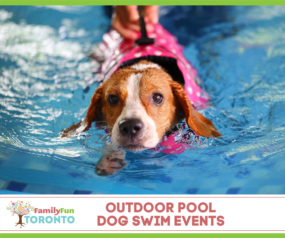 Pool Dog Swim Events
