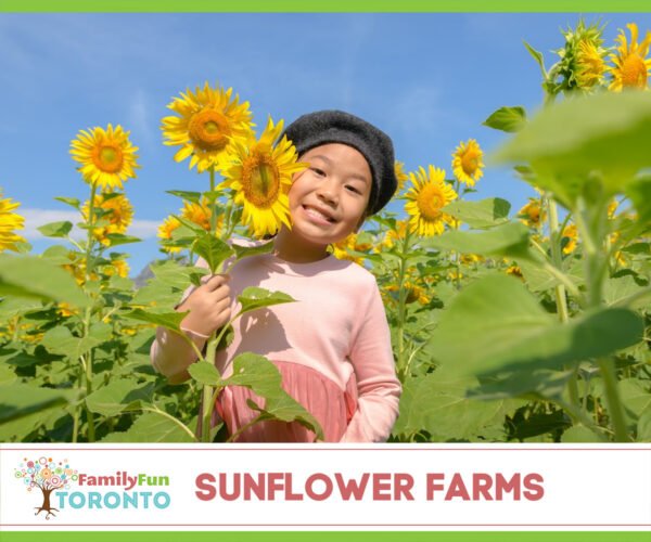 Toronto sunflower farms FB (1)