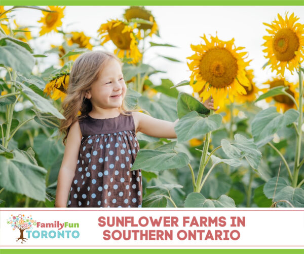 Sunflower Farms