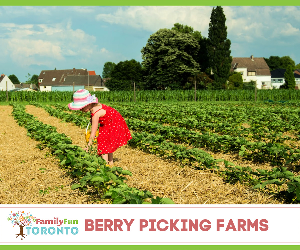 Berry Picking