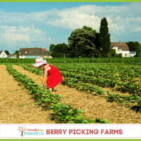 Berry Picking IG