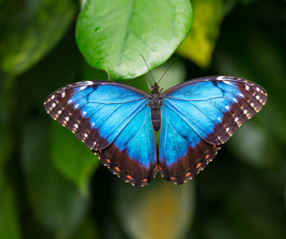 Cambridge Butterfly Conservatory Gift Guide 2025
