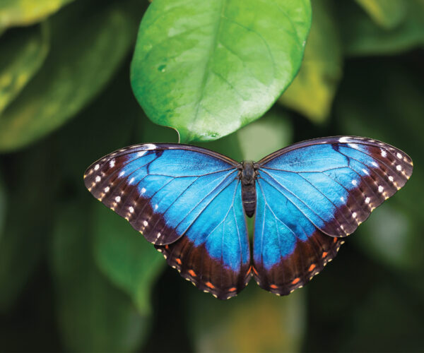 Cambridge Butterfly Gift