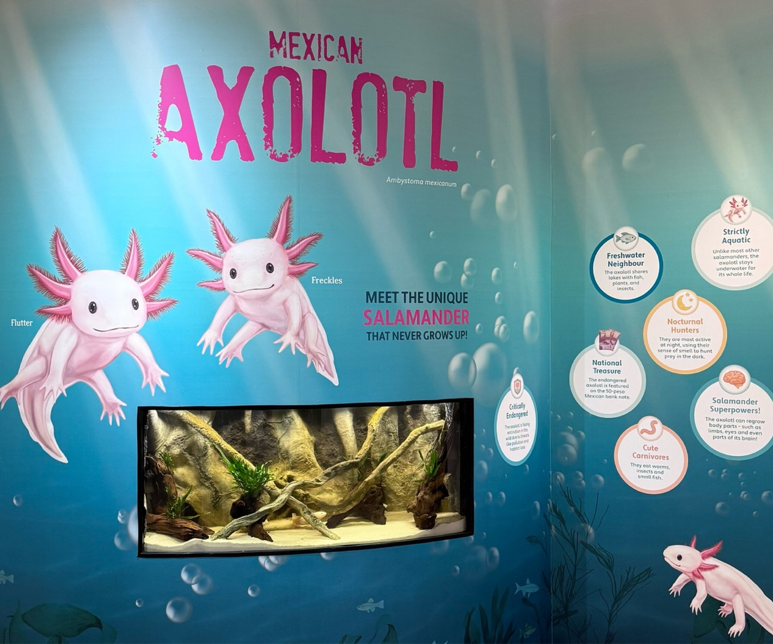 Cambridge Butterfly Conservatory Axolotl