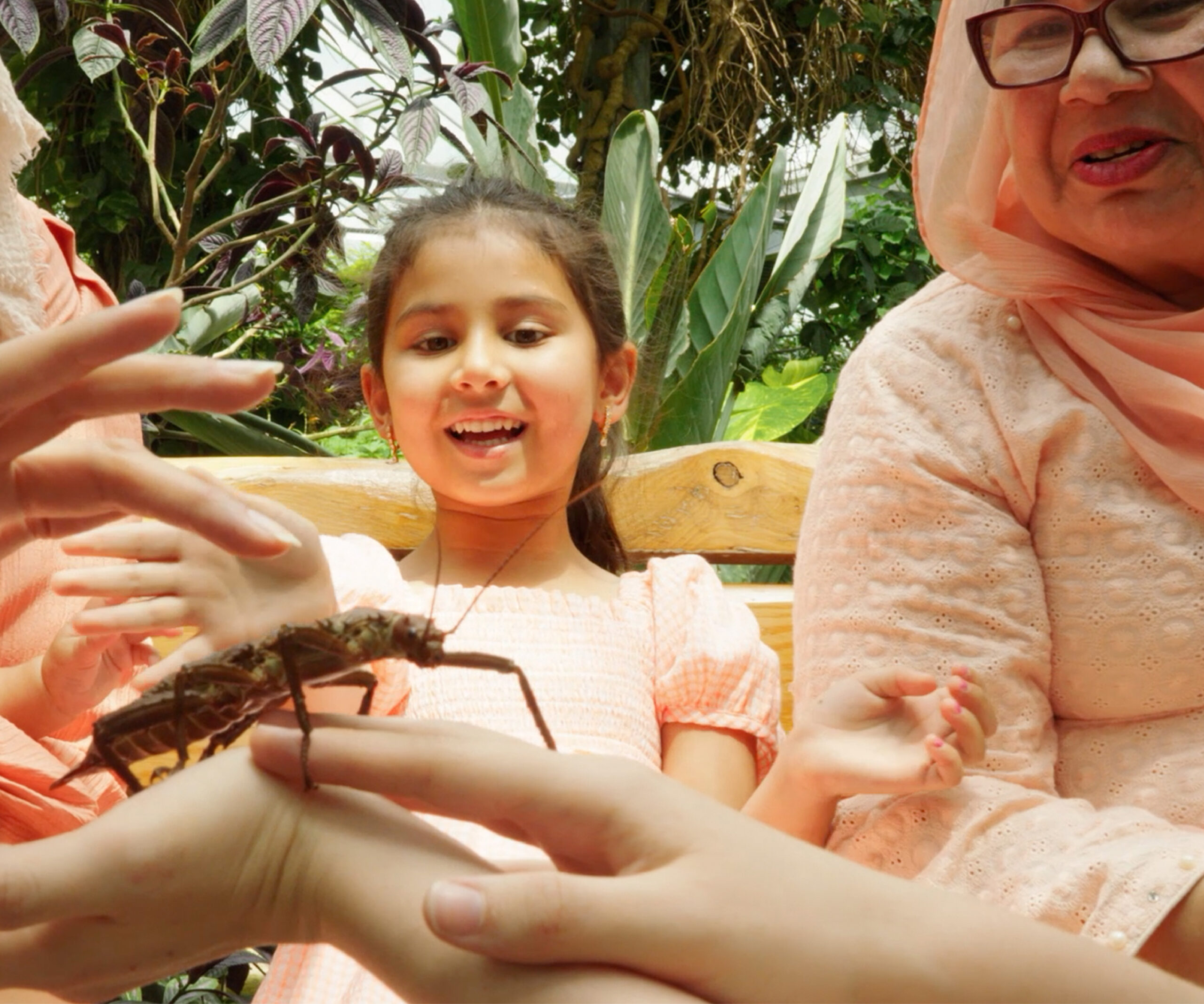 Cambridge Butterfly Gift 5