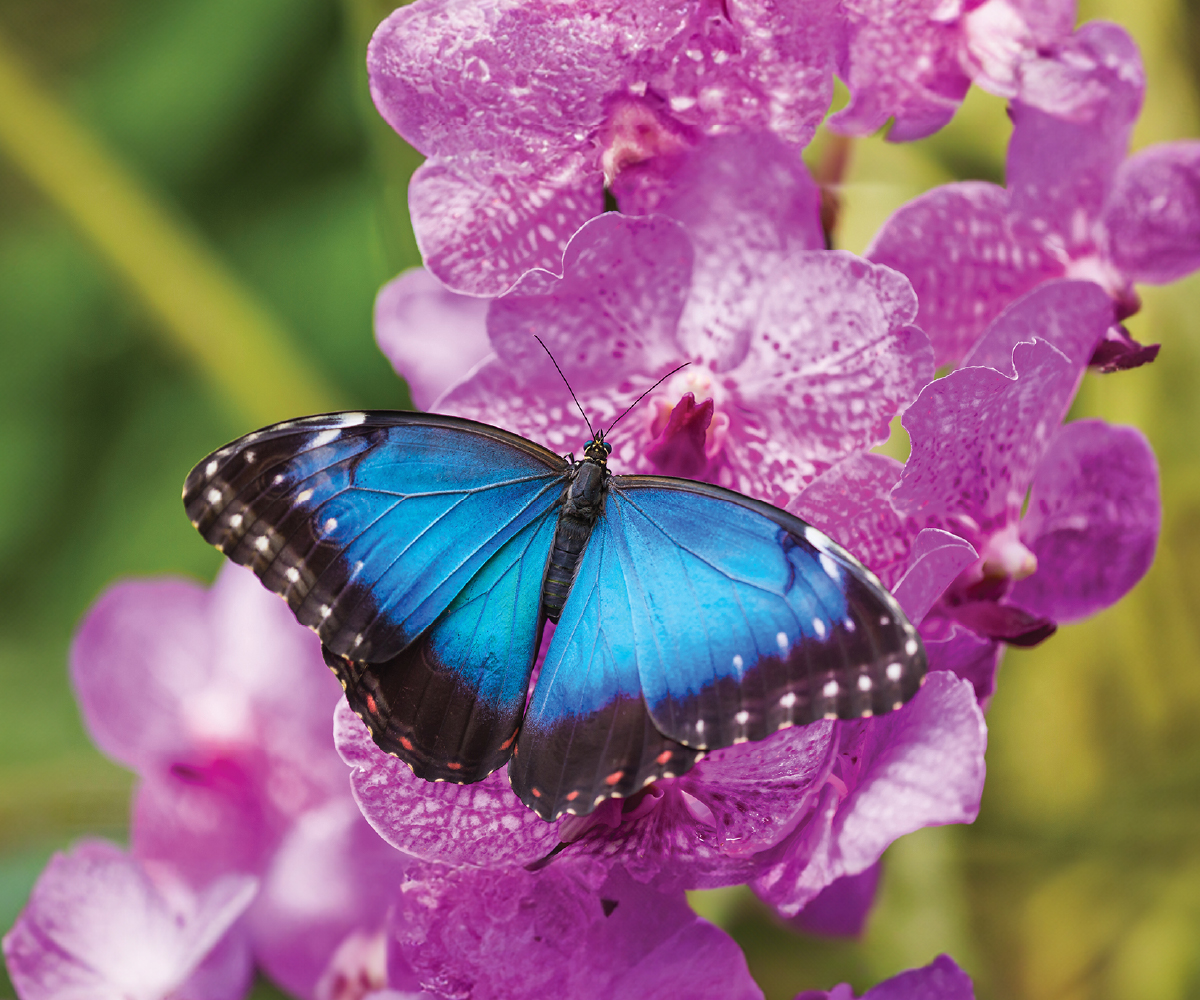 Cambridge Butterfly March Break 2026 Blue Morpho