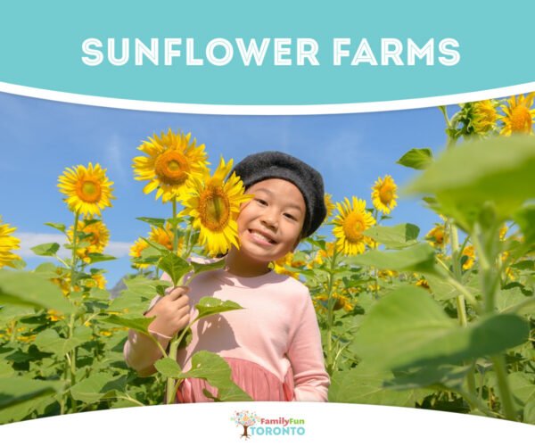 Toronto sunflower farms FB