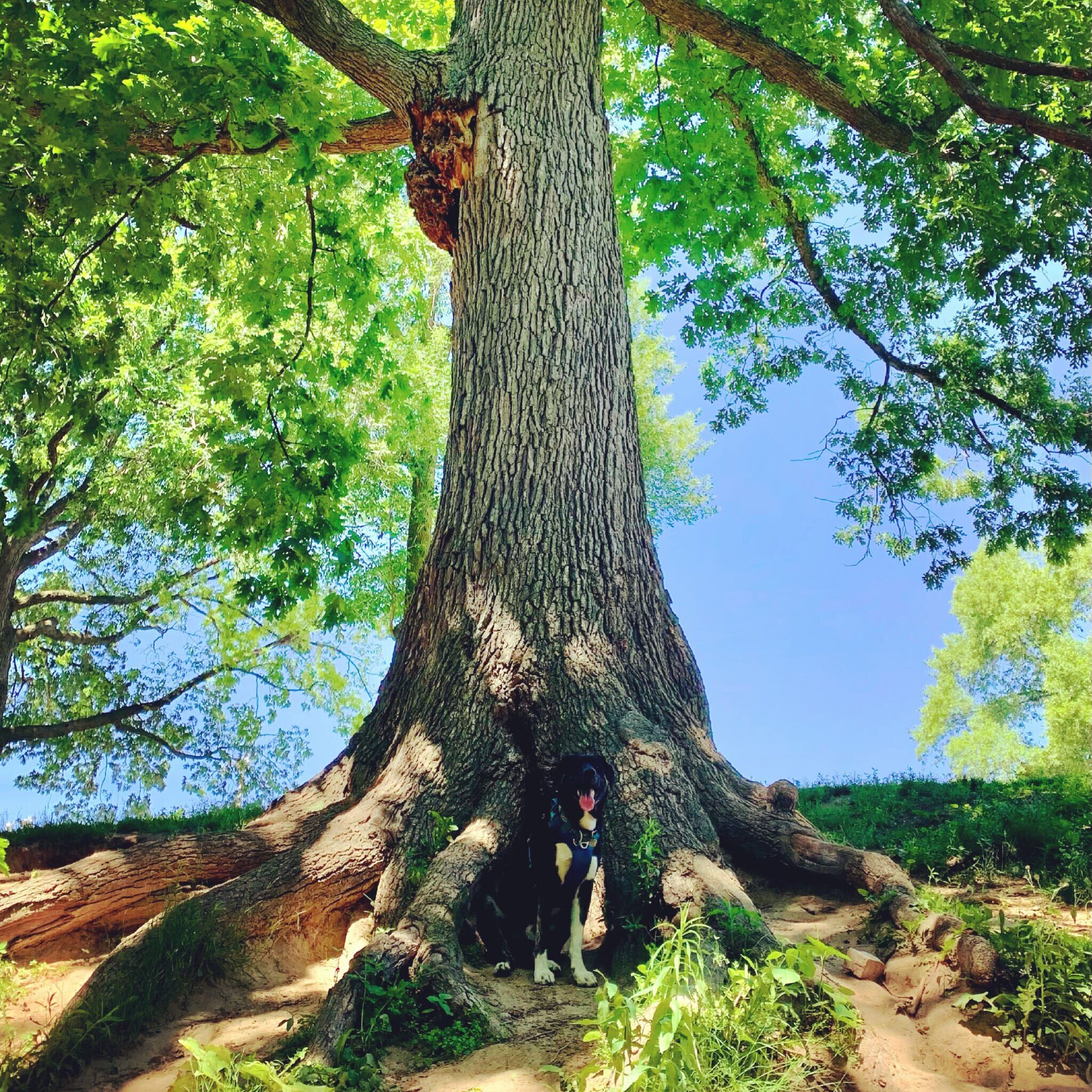 Dog-friendly events activities park tree