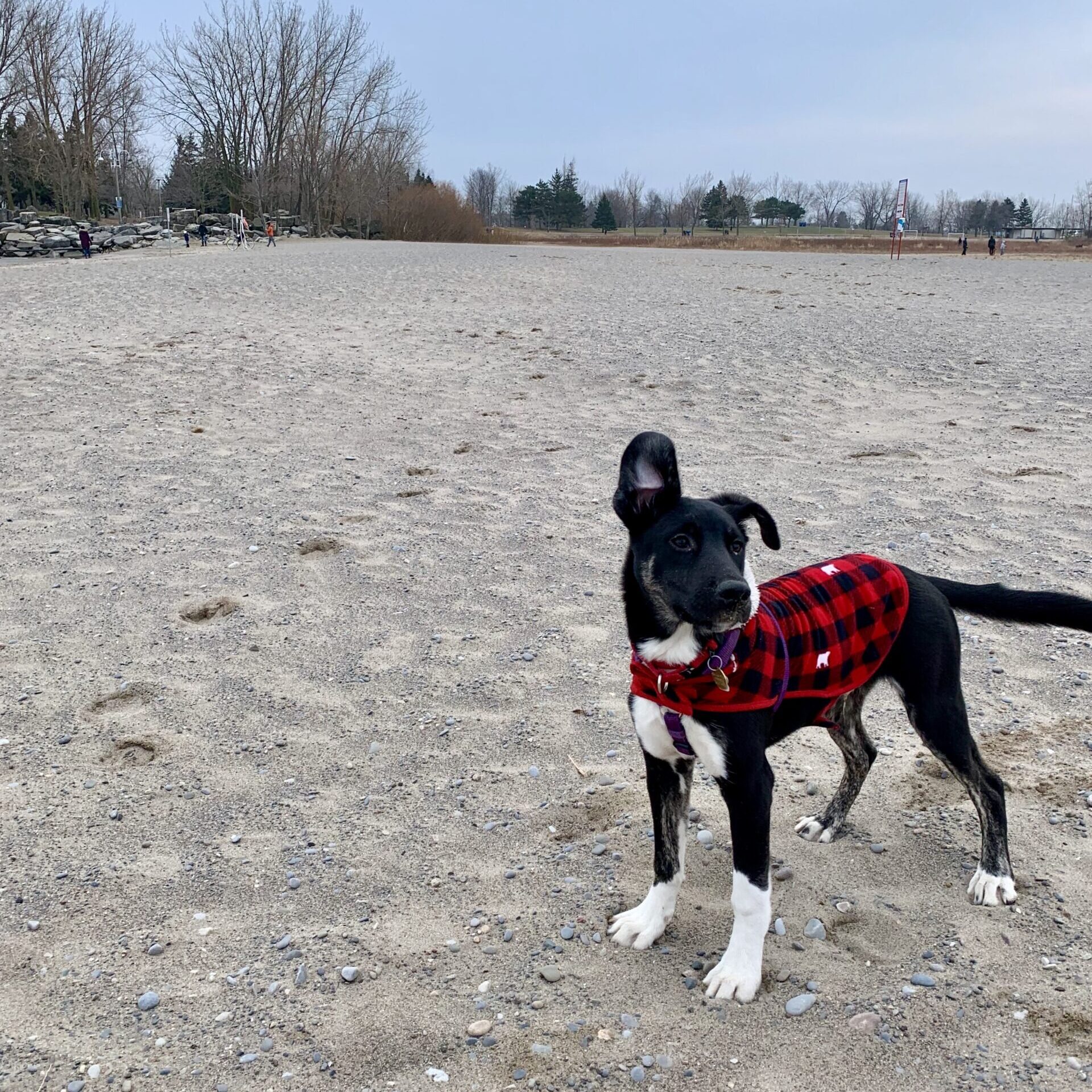 Dog-friendly events activities beach