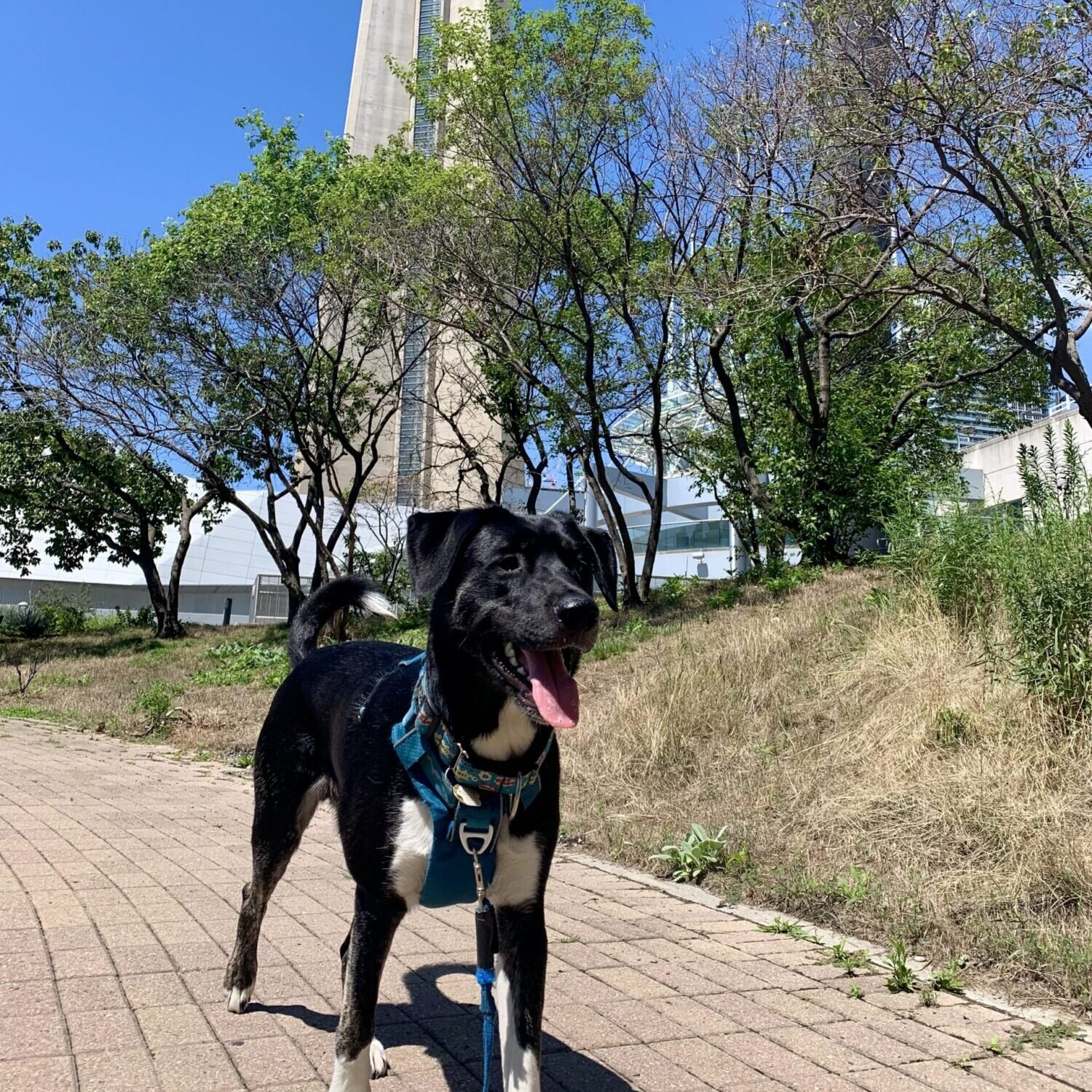 Dog Friendly Events Activities downtown