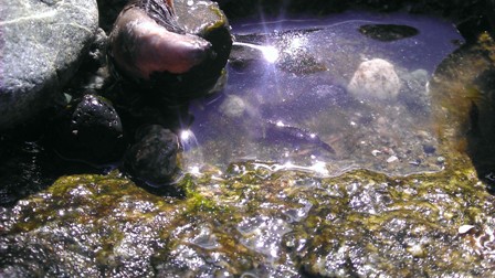 Baby eel in the tidal pool