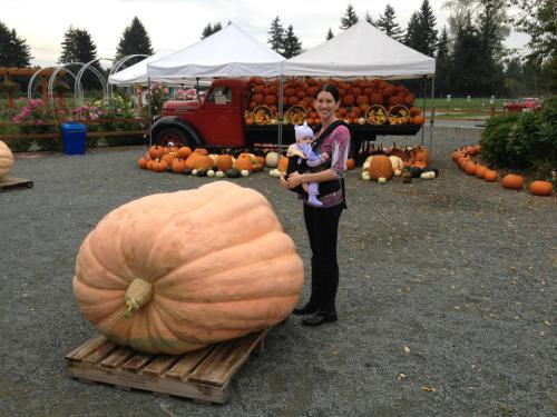 Come out to the Fraser Valley and visit Krause Berry Farms to see some ginormous pumpkins! Krause Berry is hosting the official Great Pumpkin Commonwealth and Certified World Recognized Giant Pumpkin Weight-Off. Come hungry as Krause Berry has all sorts of pumpkin-themed treats: pumpkin ice cream, pumpkin pie, pumpkin waffles, pumpkin milkshake, pumpkin fudge and more. Giant Pumpkin Weigh Off: When: October 3, 2015 Time: 9:30 - 5pm (weight off starts at 11:30) Where: Krause Berry Farms Address: 6179 248th Street Langley Website: www.krauseberryfarms.com LOVE hearing about things happening in your area? Sign up HERE to get MORE info about news, events and attractions delivered to your inbox, it's FREE! Although we do our best to provide you with accurate information, all event details are subject to change. Please contact the facility to avoid disappointment.