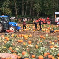Port Kells Pumpkin Patch