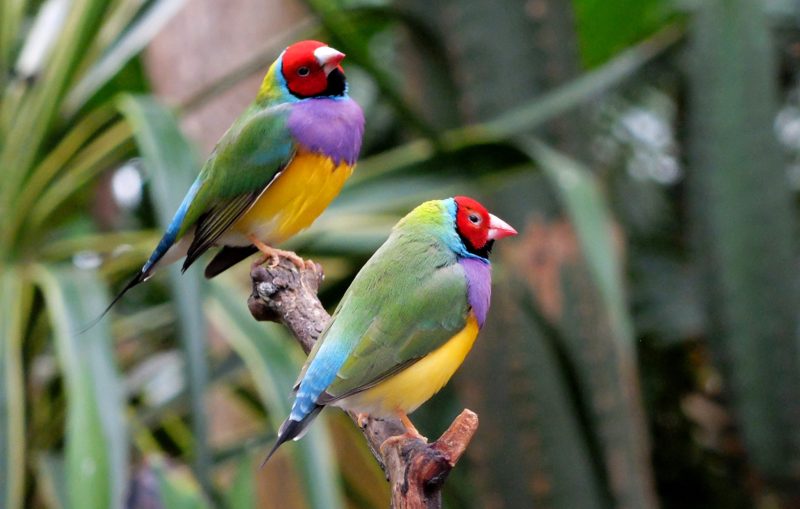 Bloedel Conservatory Family Fun Vancouver