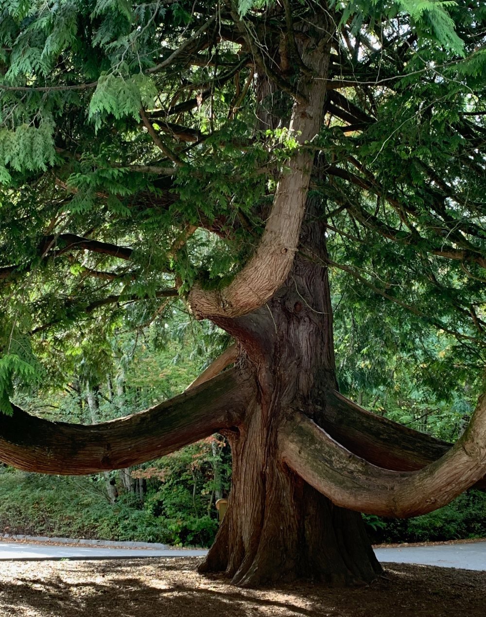 Parque Redwoods, Surrey