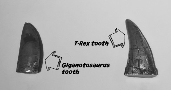 Dinosaur teeth at Science World