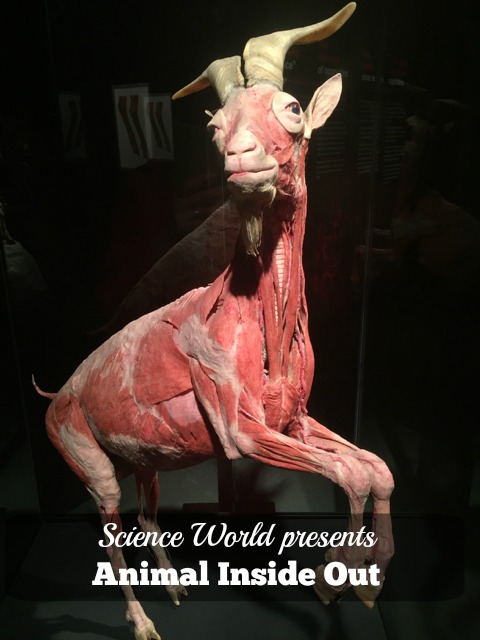 Animal Inside Out at Science World in Vancouver