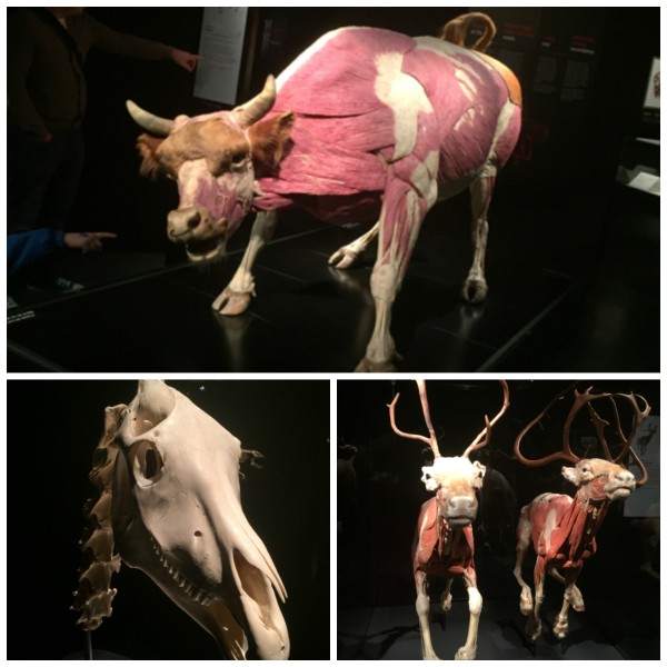 Animals Inside Out at Science World
