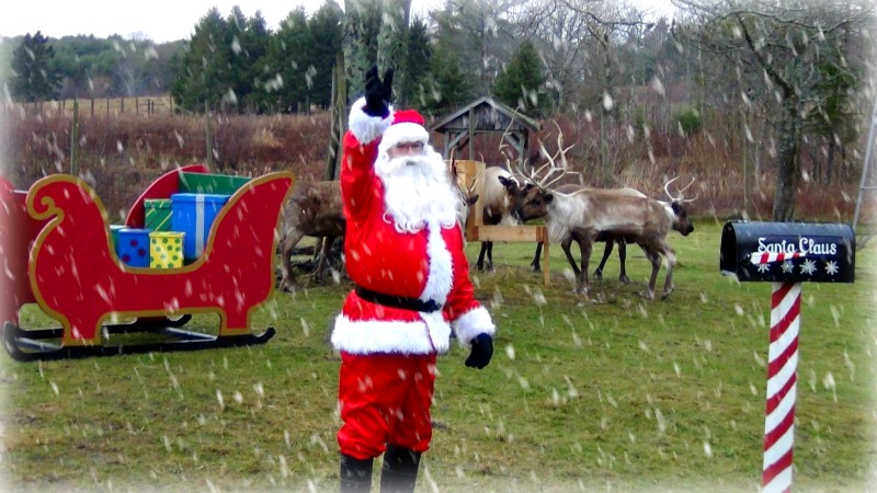 ReindeerCam: 산타가 순록에게 먹이를 주는 것을 지켜보세요