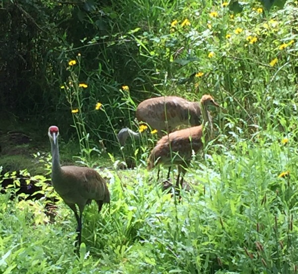 George C Reifel Migratory Bird Sanctuary