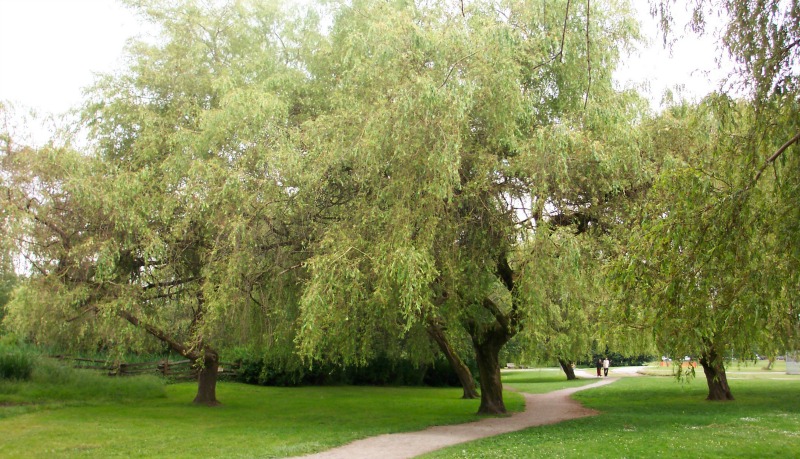 جان ہینڈری پارک