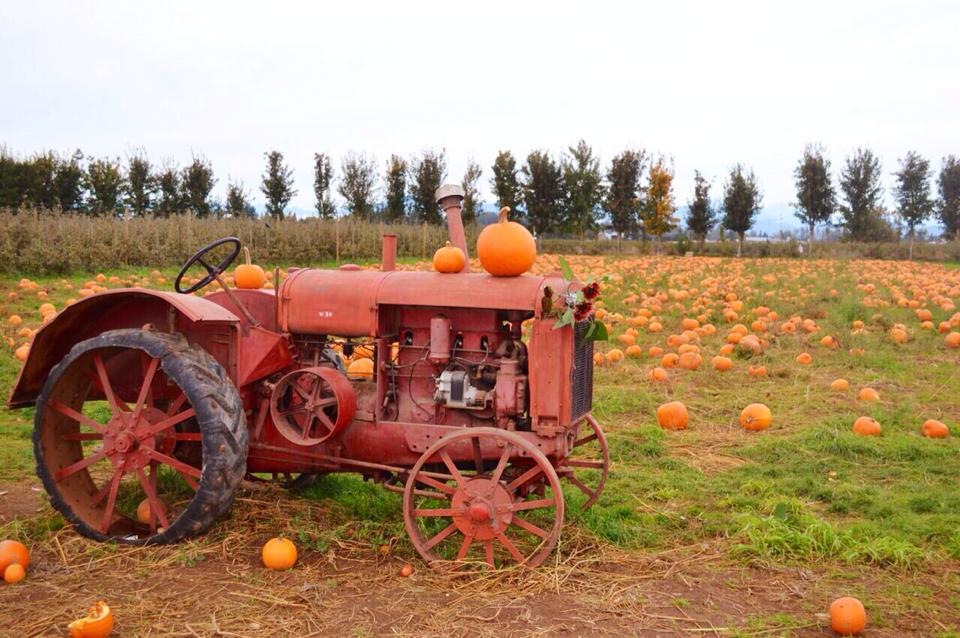 Taves 家庭農場 Applebarn