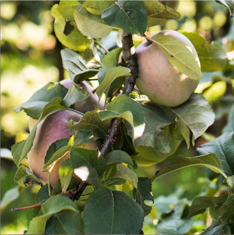 蘋果 - Taves 家庭農場