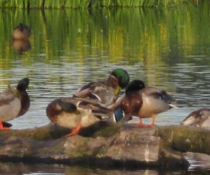 Burnaby Lake Nature House