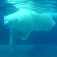 Polar Bear Swim in Delta