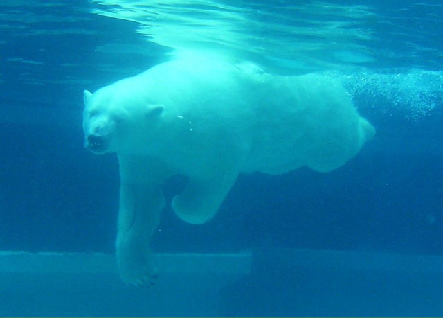 Urso Polar Nadando no Delta