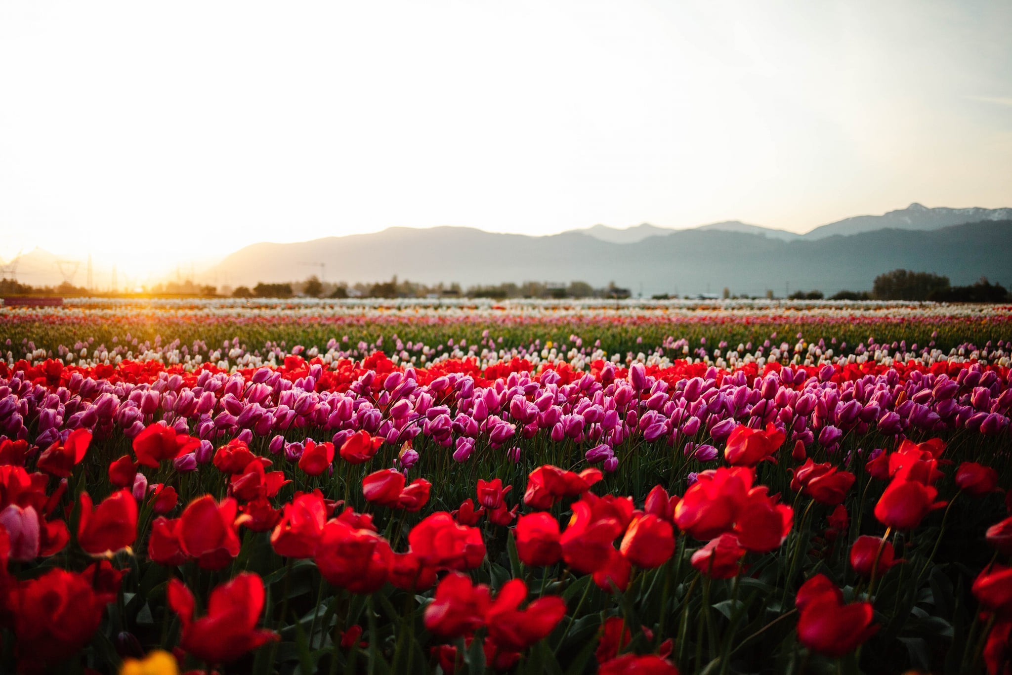 Abbotsford Tulip Festival