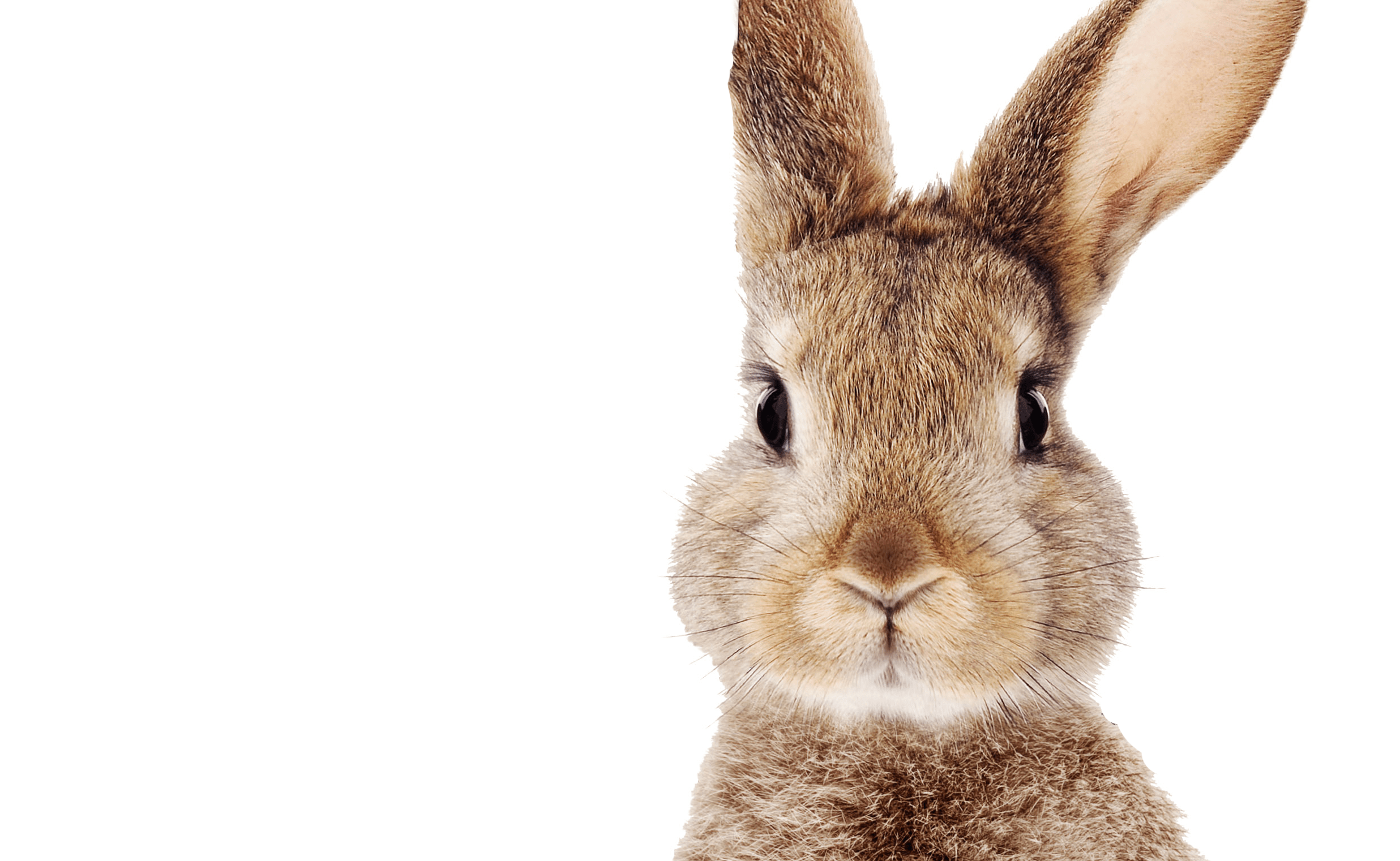 Lapin de Pâques à HighStreet