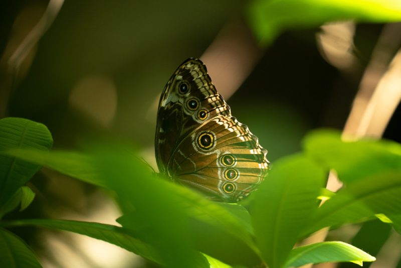 Vancouver Aquarium butterflies