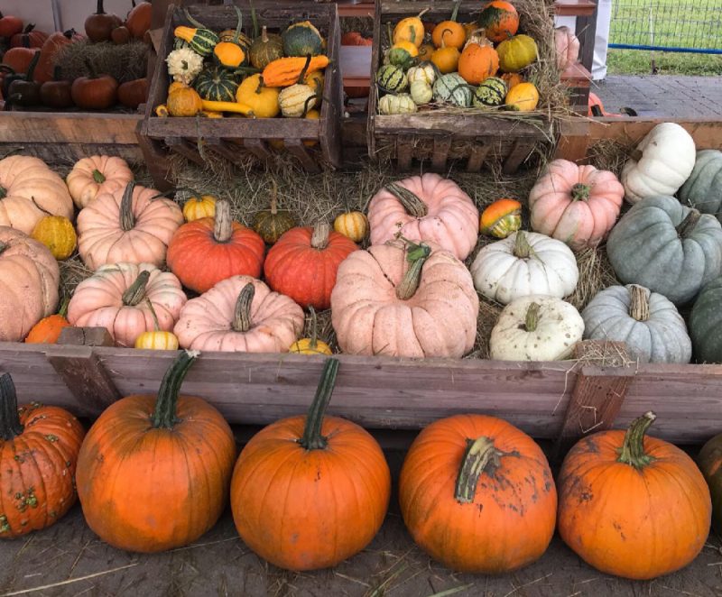 Pumpkin Carving Party