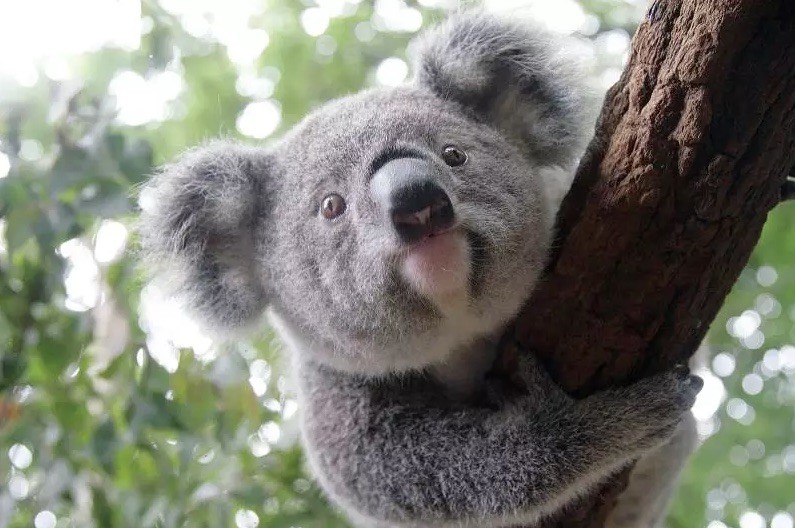 Acurrucarse con un koala