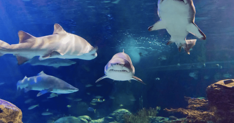 Ripley's Aquarium