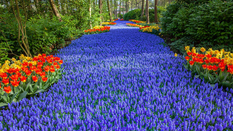 Visitas virtuales al jardín de tulipanes