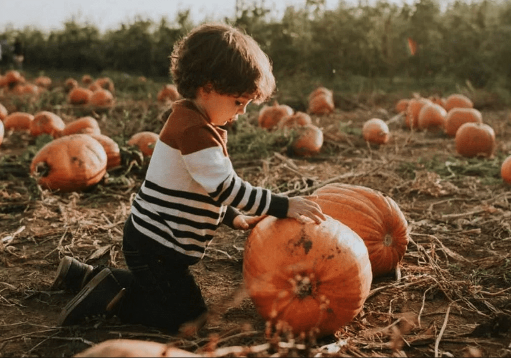 Taves Family Farm