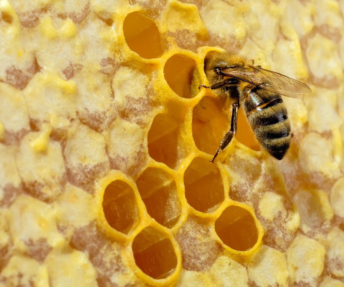 Abeilles au Musée de Surrey