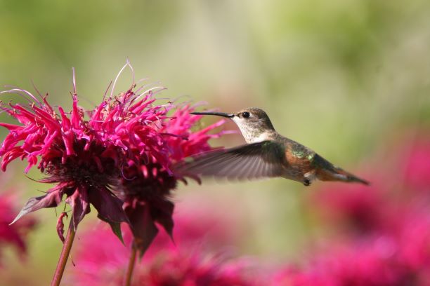 Veranstaltung zu Grundlagen der Vogelbeobachtung und Citizen Science