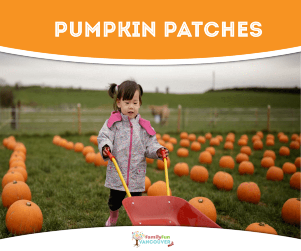 Girl in a pumpkin patch with a wagon
