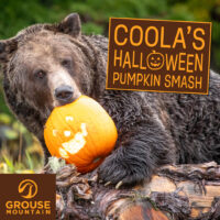 Bear eating a pumpkin