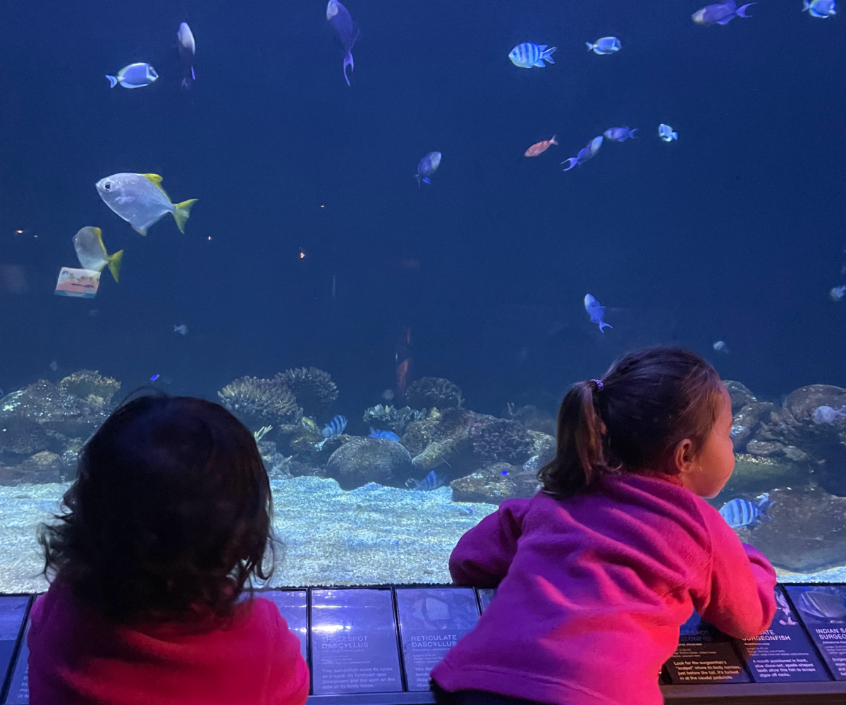 Best Things to Do in Vancouver - Aquarium 1200x1000