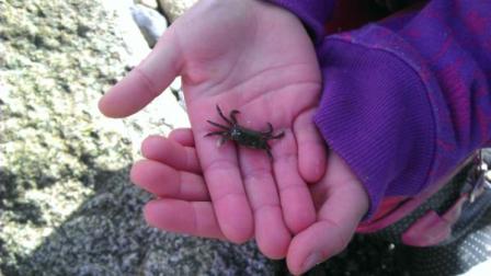 Catch a Crab Catch a Crab