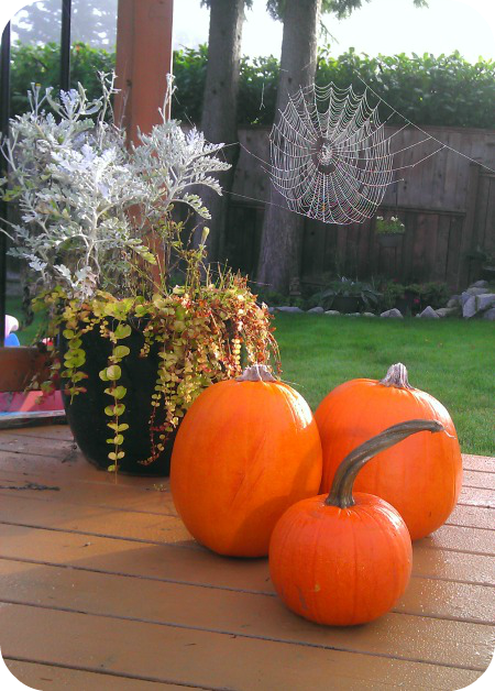 Pumpkin grouping with web