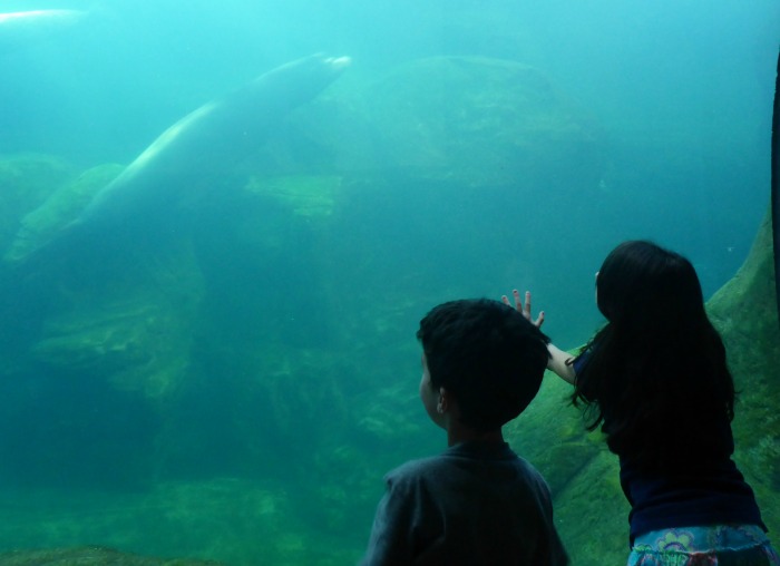 Aquarium of The Pacific- Otters