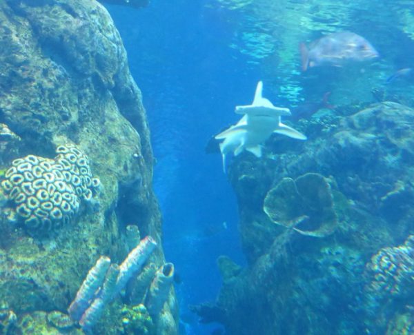 Acuario del tiburón martillo del Pacífico