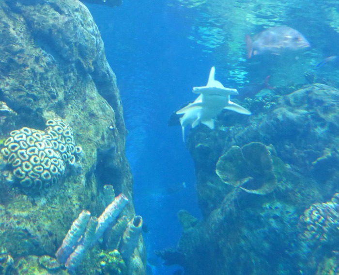 Aquarium of The Pacific-hammerhead shark