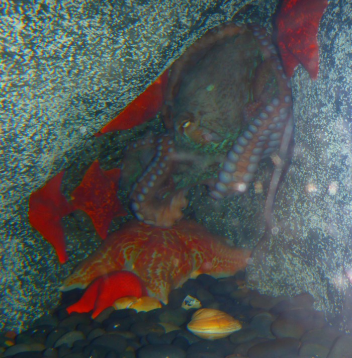 Aquarium of The Pacific-octopus