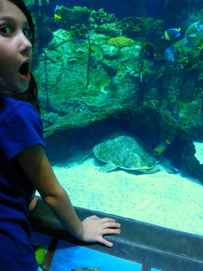 Aquarium of The Pacific-sea turtle